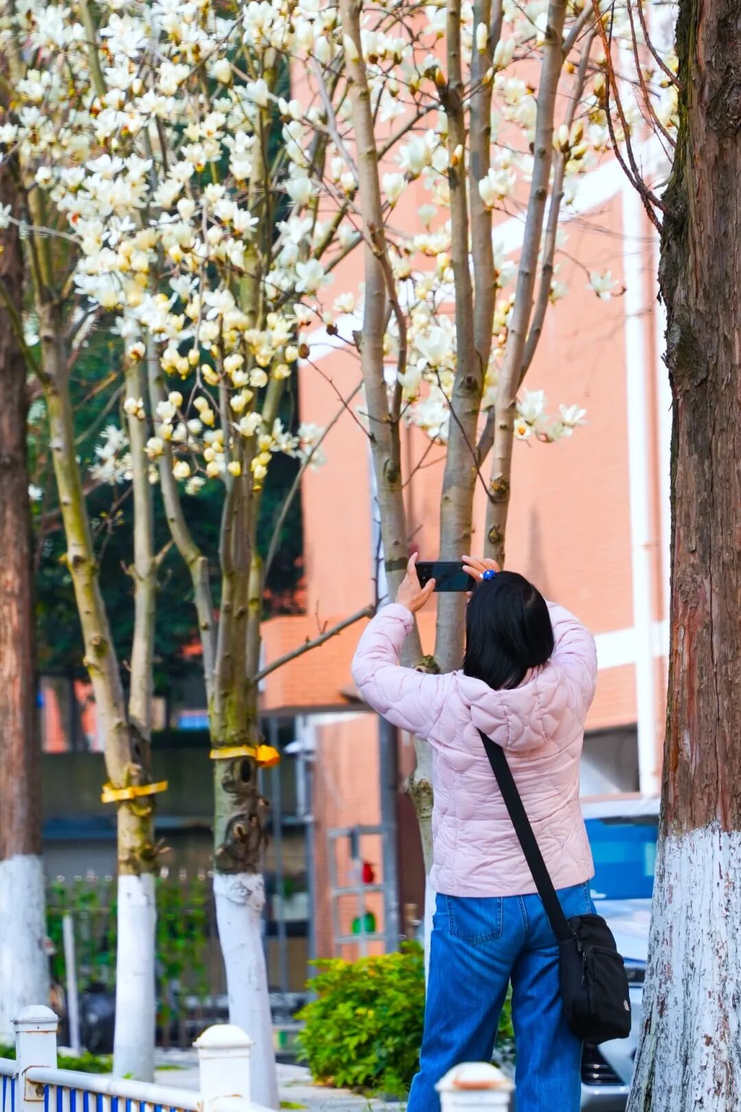 木兰花牛虹力 (3).jpg