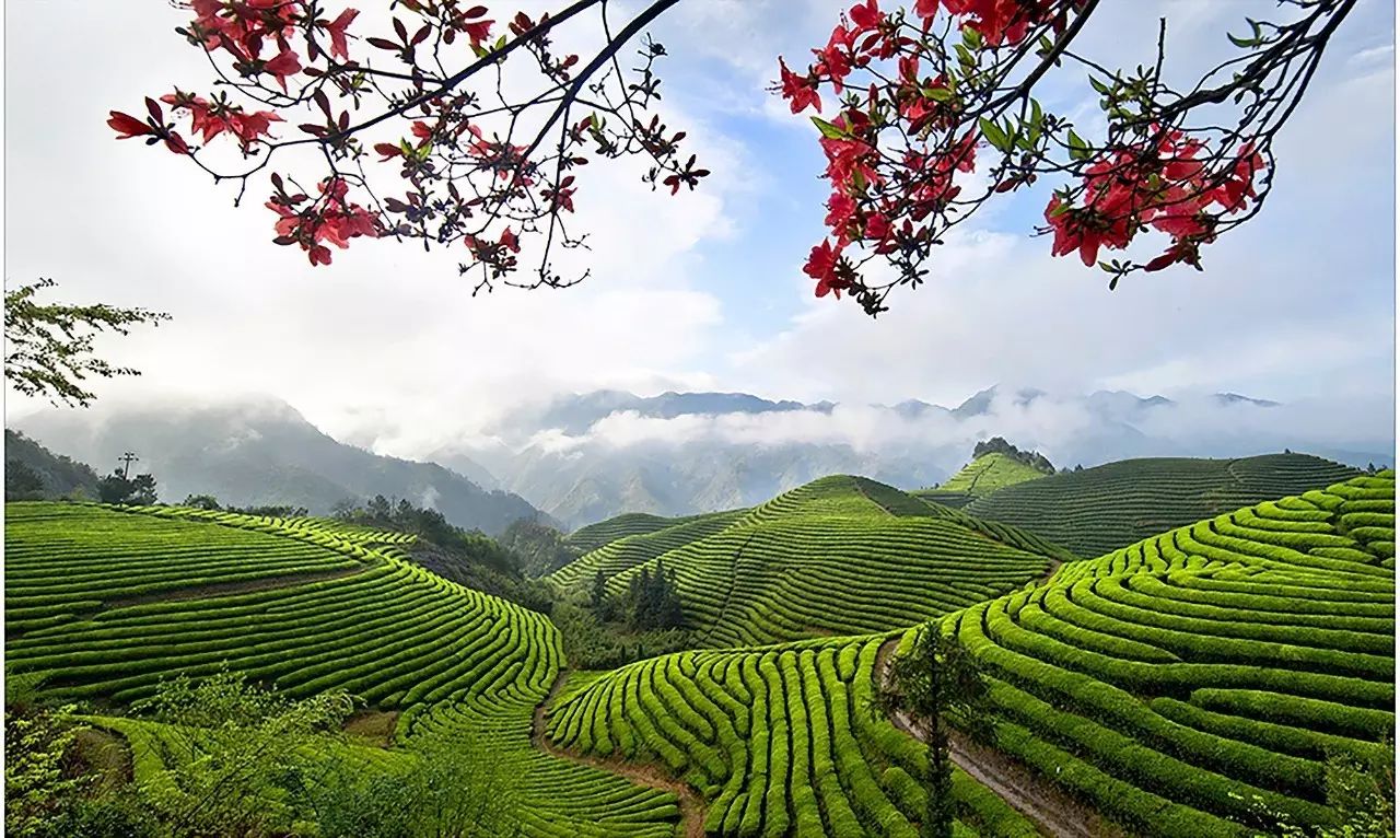 【喜迎茶叶节】十里春风 四海茶人齐聚松阳