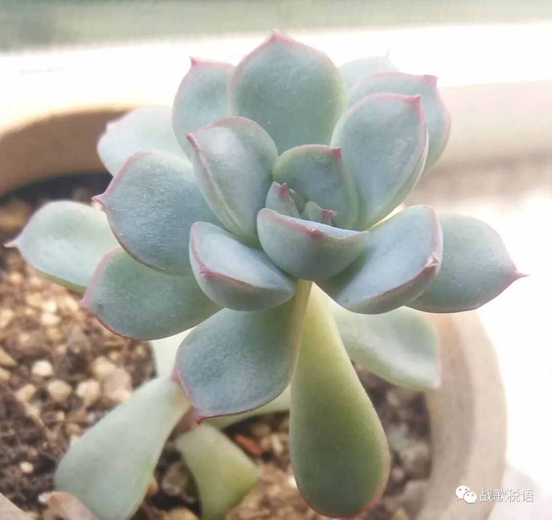 以无形资产投资入股的税务处理