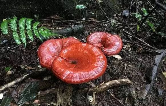 灵芝是唯一没有偏性的中药