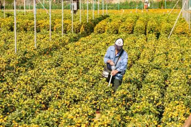 佛山陈村年桔供应全球市场。受访者供图