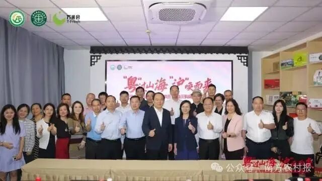 广东早熟荔枝“抢滩”上海。