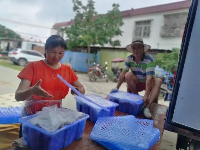 雷岭荔枝打包装车，即将运往上海。