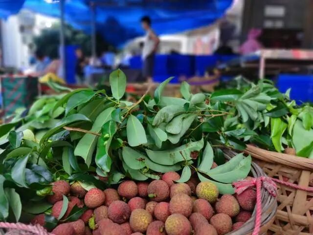 刚采摘下树的荔枝。