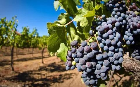 一瓶葡萄酒的价格，多少才是合理的？