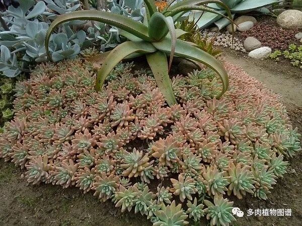 野外的多肉植物竟然如此惊艳 坚强 这才是多肉原本的样子 自由微信 Freewechat