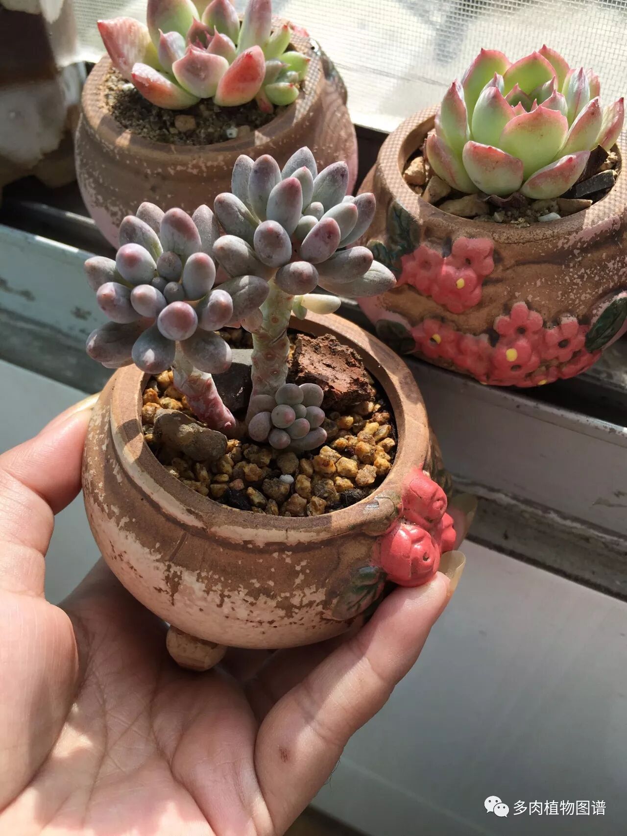 叶插配土二三事 自由微信 Freewechat