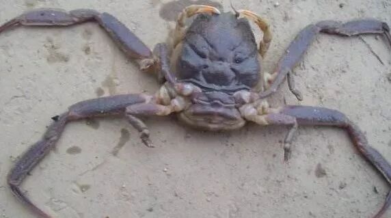 每日一鱼 关公蟹 形如其名 汕头远隆水产 微信公众号文章阅读 Wemp