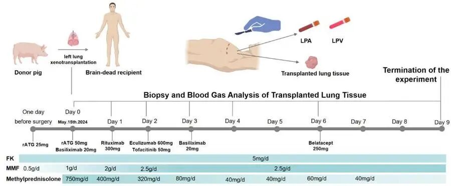 研究团队提供的论文中示意图