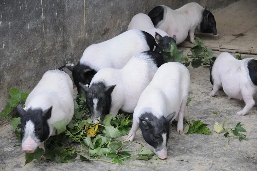 图为广西河池市巴马县“巴马香猪原产地保护基地”养殖的巴马香猪。（新华社签约摄影师图片）