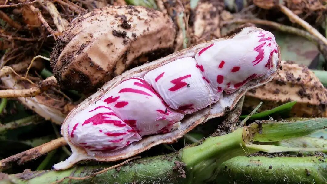 深度认识云南七彩野地花生