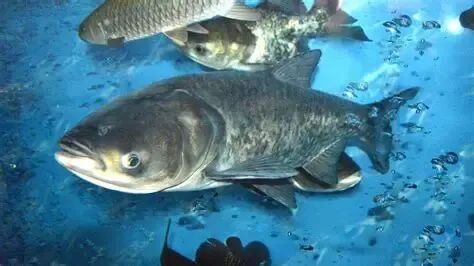 有些大头鱼可以吃有些却成了濒危物种_百科TA说