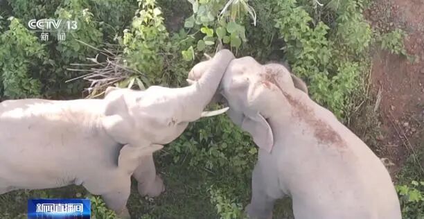 野生象群“拖家带口”进村狂吃 这份保险弥补农户损失