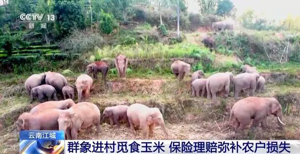 野生象群“拖家带口”进村狂吃 这份保险弥补农户损失