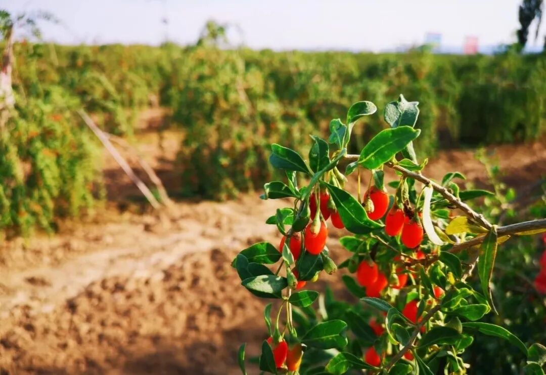 全国枸杞看宁夏，宁夏枸杞看中宁|宁夏|枸杞|中宁县_新浪新闻