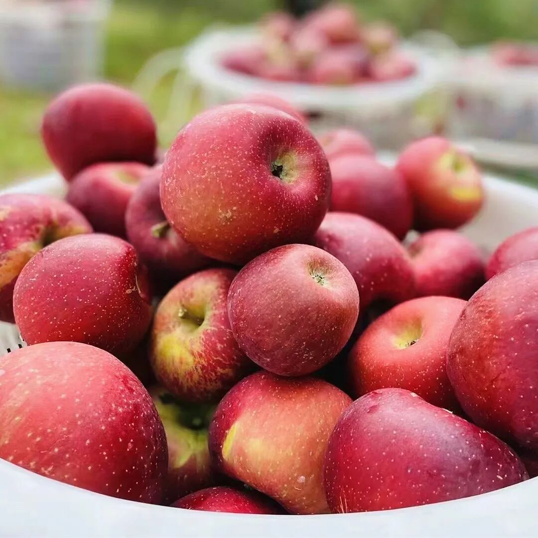 四川大凉山盐源糖心丑苹果5斤/8斤 新鲜水果红富士苹果-阿里巴巴