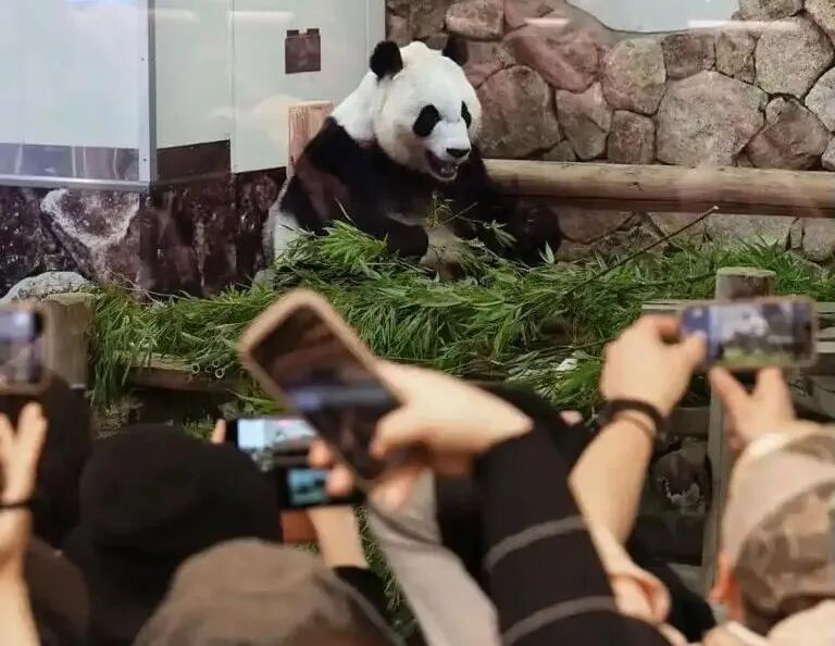 中日间还会进行大熊猫保护国际合作吗？外交部回应