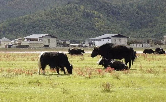 2019，不求走遍全中國，但求走遍雲南這30個美麗的地方 旅遊 第32張