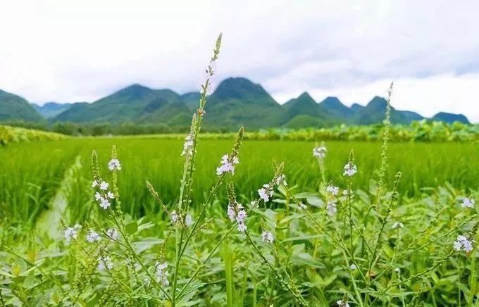 2019，不求走遍全中國，但求走遍雲南這30個美麗的地方 旅遊 第44張