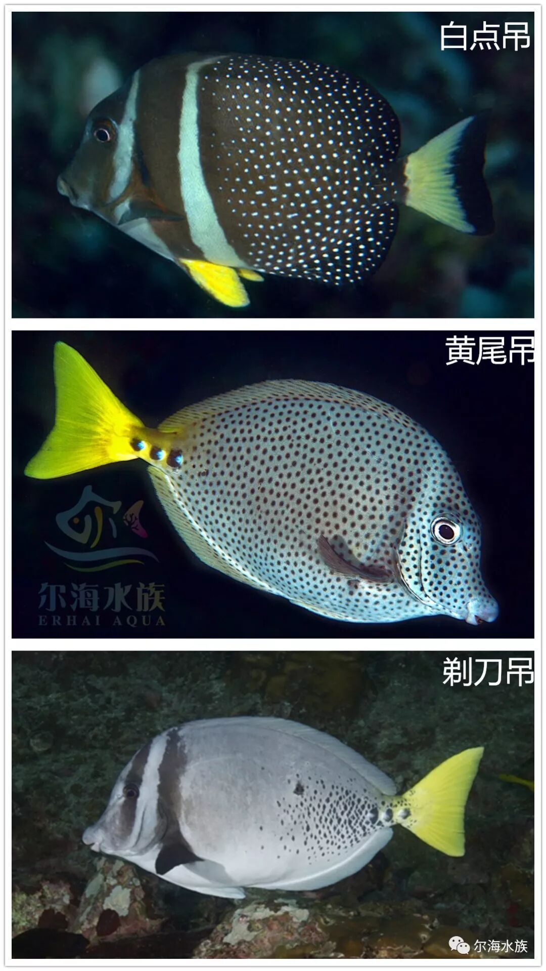 芥辣吊 一种天生自带白点的海水观赏鱼 尔海水族 微信公众号文章阅读 Wemp