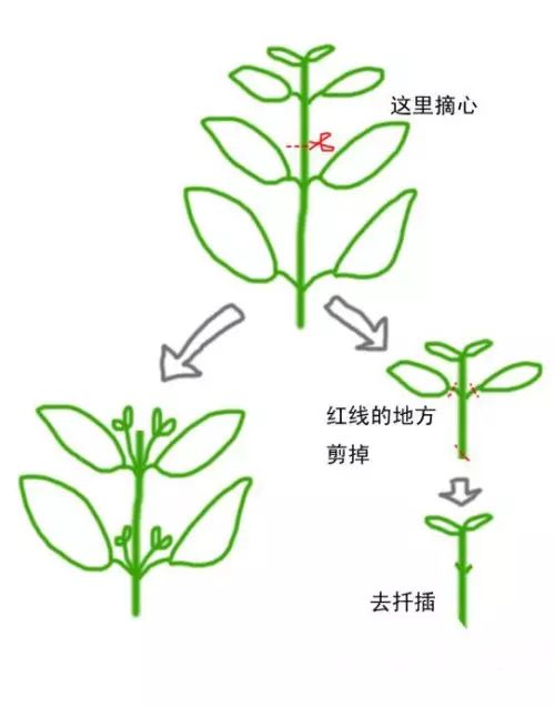是把植物枝条的顶部掐掉,一般常见的需要摘心的花卉有,长寿花,波斯菊