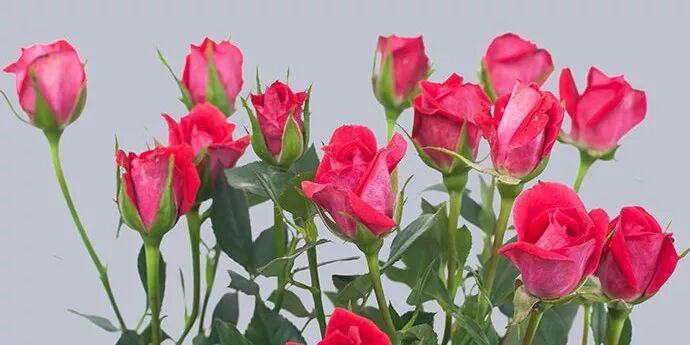 12个月的花材，给你找全了！