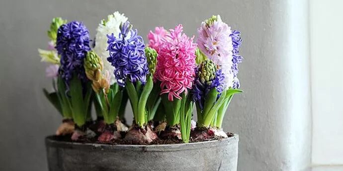 这种花比绿萝吊兰好看10000倍，扔水里就开花，现在种正合适