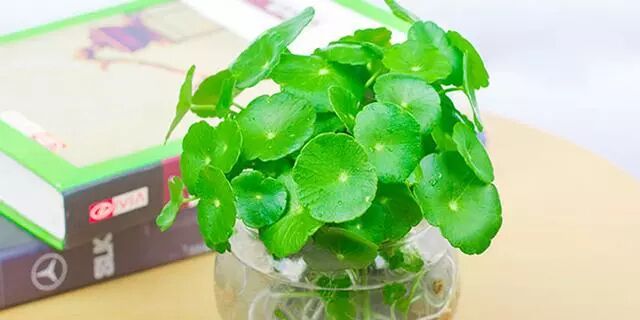 水培的植物，如何养护？