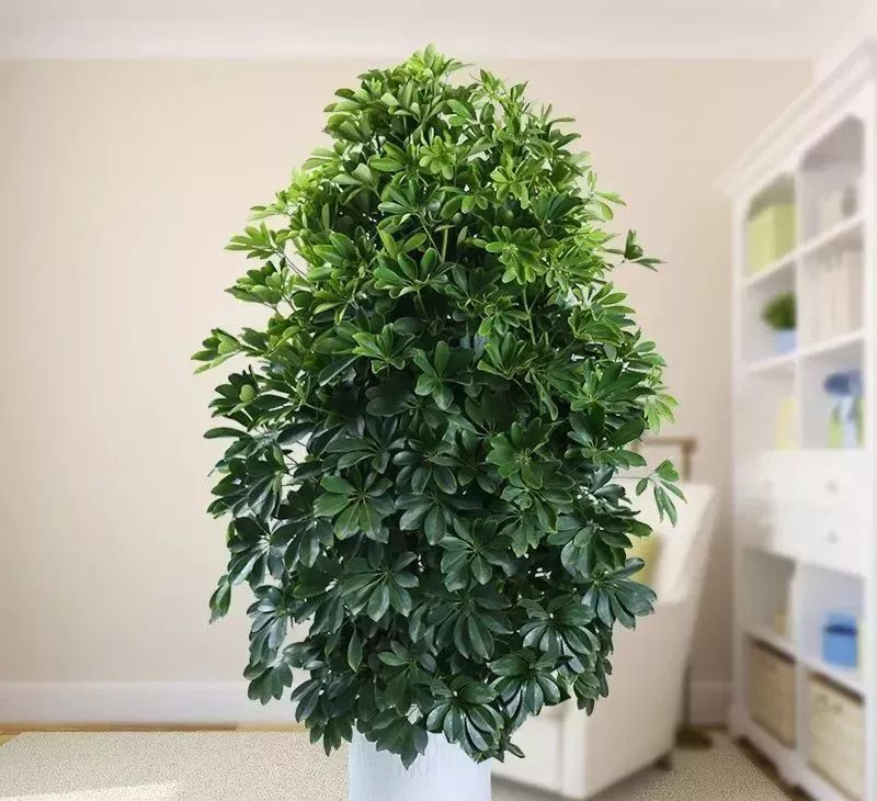 能吸甲醛油煙的20種植物，新家必備！ 生活 第18張