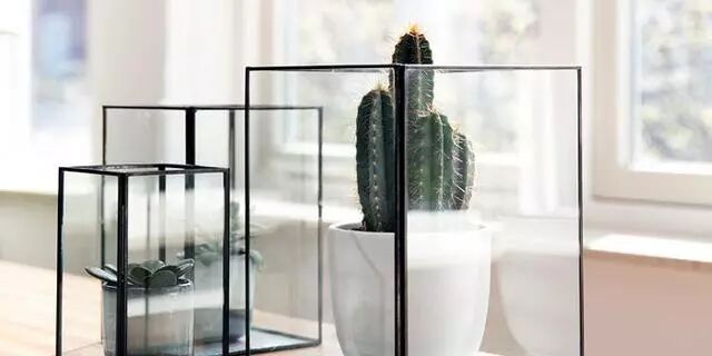 5块钱的仙人球，换个花盆就能卖50！