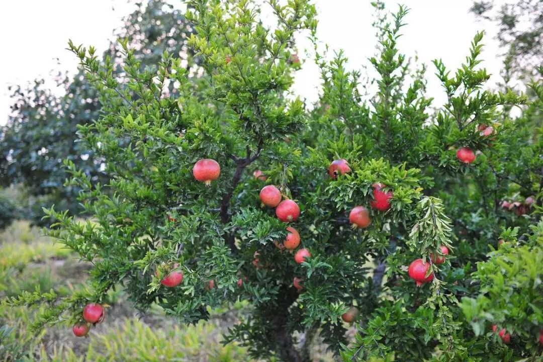 这些植物暗含的意思，你都知道吗？