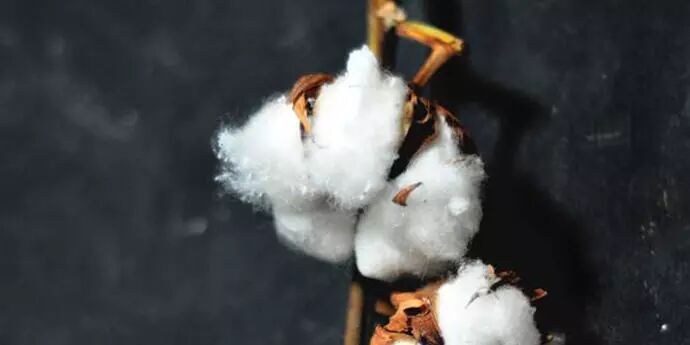 这样的棉花，一点不逊色于其他的花！