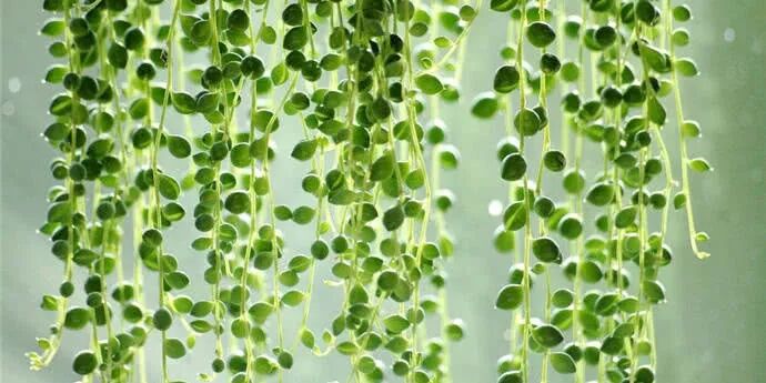 这4种花，随便养养就能长成瀑布，家里都不用买窗帘！