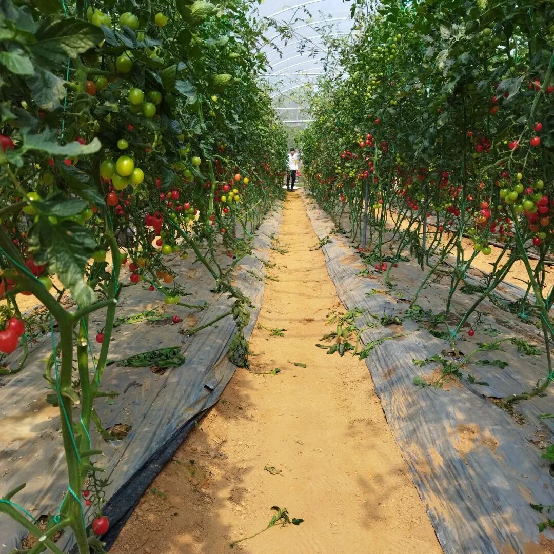 【广州·番禺·格林东庄】生态五彩番茄采摘正当时~仅19.