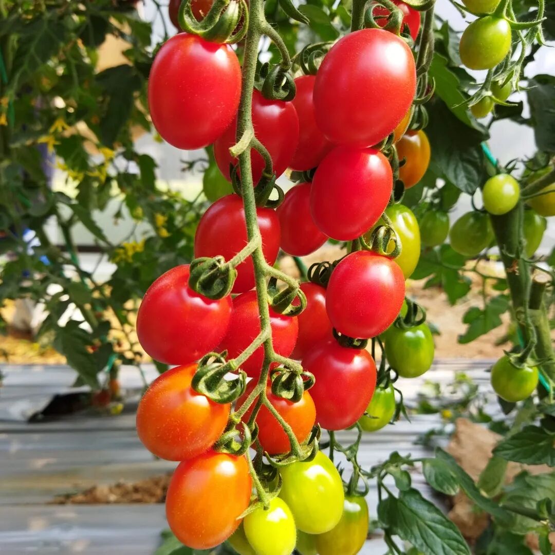 【广州·番禺·格林东庄】生态五彩番茄采摘正当时~仅19.