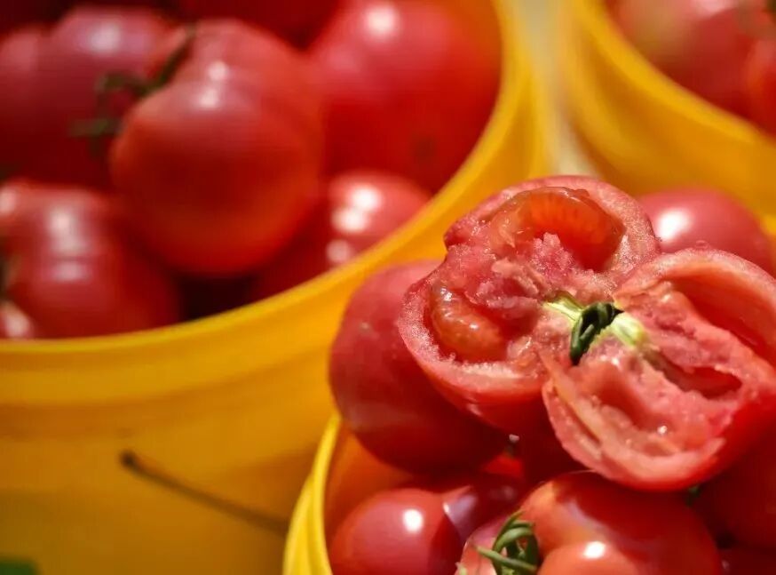 普罗旺斯西红柿简介展板_普罗旺斯西红柿简介产地_普罗旺斯西红柿简介