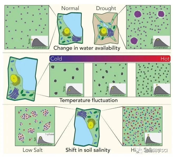 科学网—Developmental Cell|综述——相分离在植物中新的作用 - 闫宗运的博文