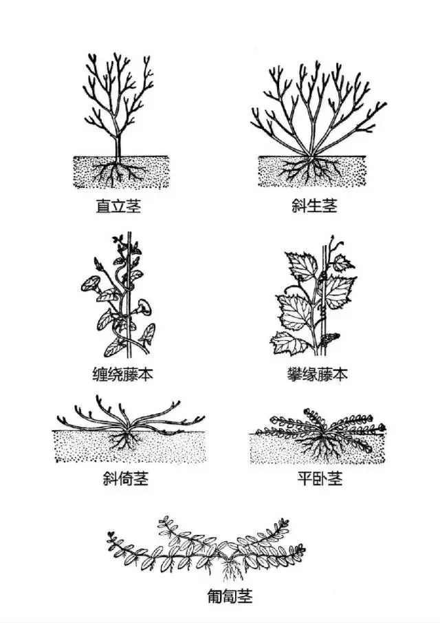 植物不认识?这里有最详细植物识别法_3 植物不认识?这里有最详细植物识别法_3