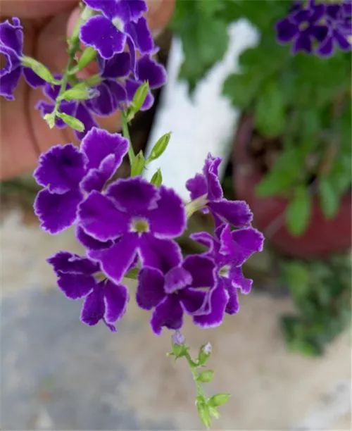 一次把這100種 常見植物說清楚 你知道多少 原鄉書院 微文庫