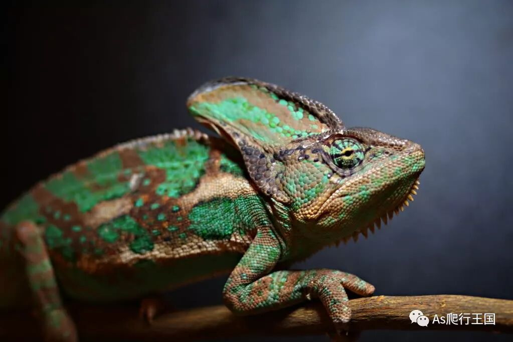 关于高冠变色龙根本饲养的根本问题_宠物百科_星娱园