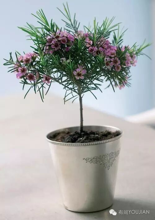 你一定会喜欢这样的花杰拉尔顿腊花