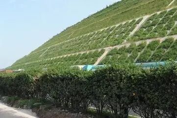 边坡绿化还能这样做？收藏了！的图7