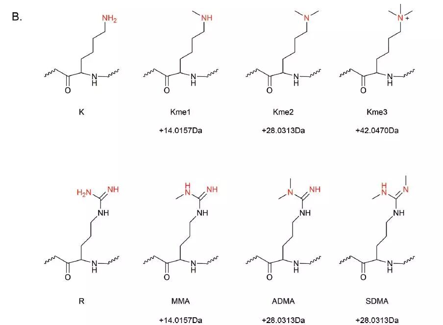 图二 甲基化修饰类型总结