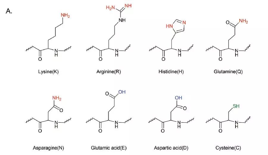 图一  甲基化修饰氨基酸类别
