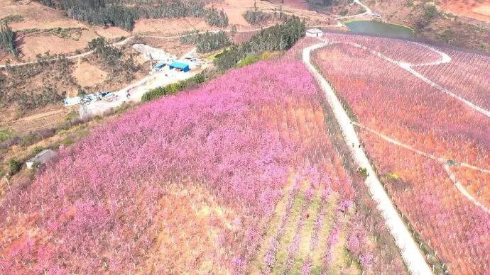 美爆了！3800亩樱花开了，宜良山后樱花谷等你来！