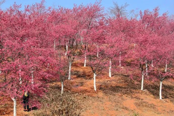 美爆了！3800亩樱花开了，宜良山后樱花谷等你来！