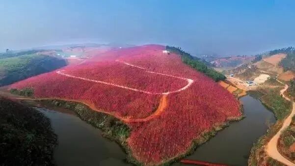 美爆了！3800亩樱花开了，宜良山后樱花谷等你来！