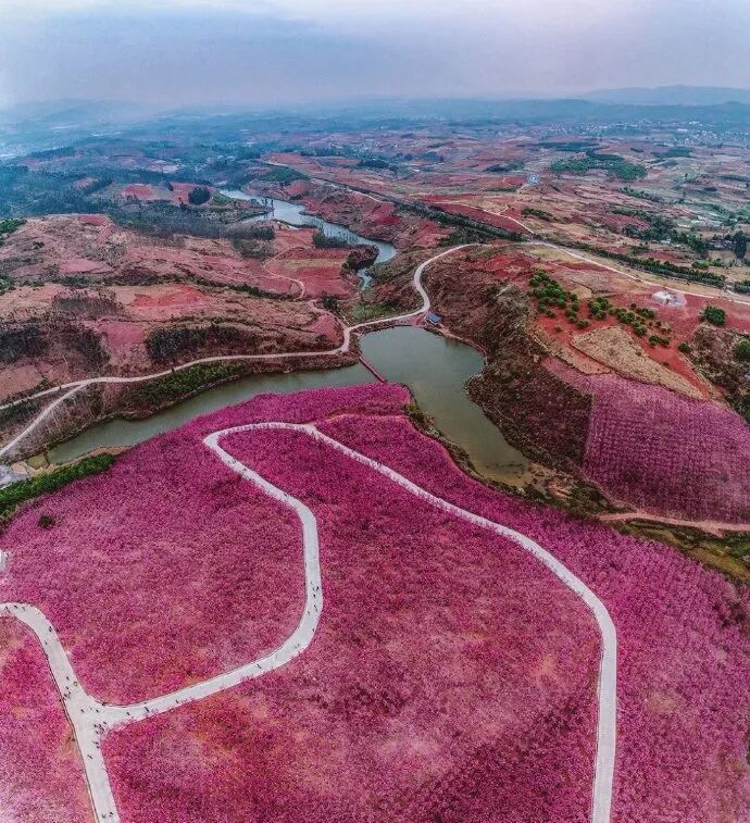 美爆了！3800亩樱花开了，宜良山后樱花谷等你来！