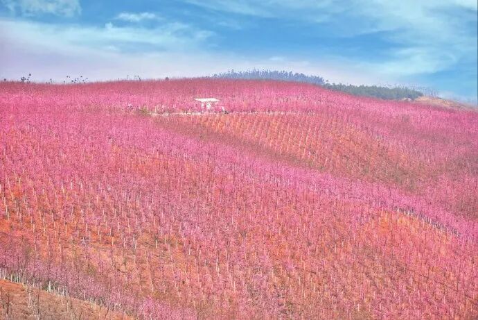 美爆了！3800亩樱花开了，宜良山后樱花谷等你来！
