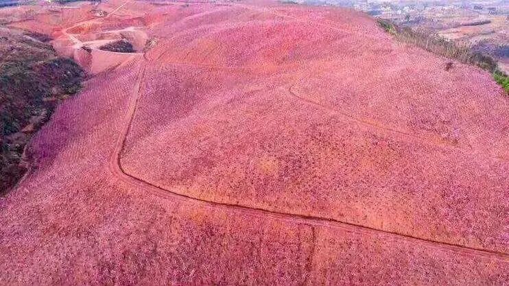 美爆了！3800亩樱花开了，宜良山后樱花谷等你来！